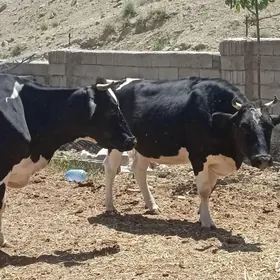 galaşteyin sygyrlar
