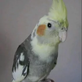 popugaý