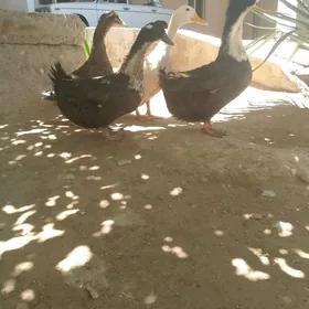 ordek