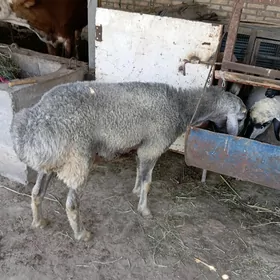 goçkar