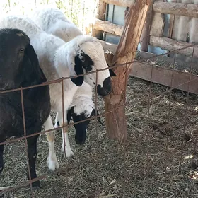 Арасса гисар тохум гочлар