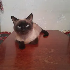 кошечка