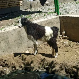 owlak çewiş