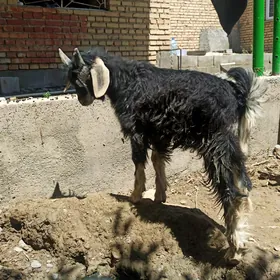 çewiş