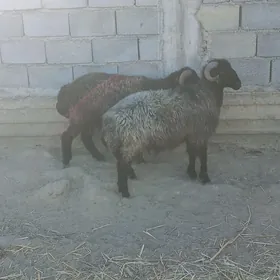 Garaköl öweç