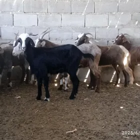 doğ erkec