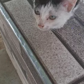 pişik
