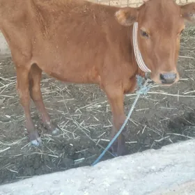 Hòjekçe