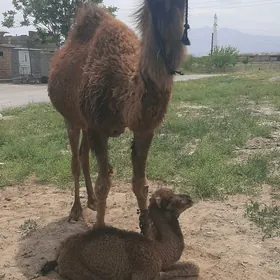 köşökli düýe