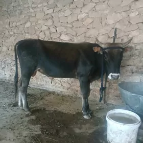 öküz
