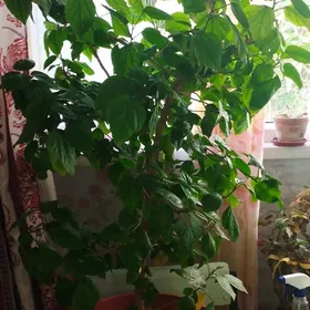 китайская роза