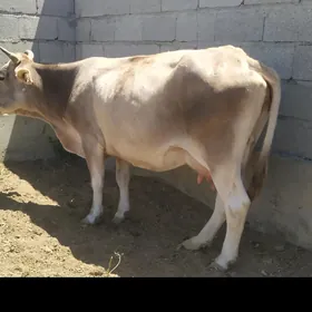 sygyr