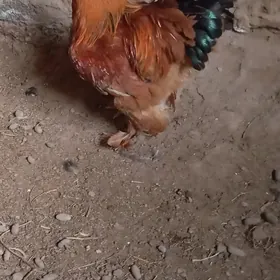 brama horaz