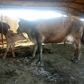 Goleli sygyr