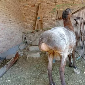 Koçkar