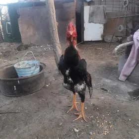horaz