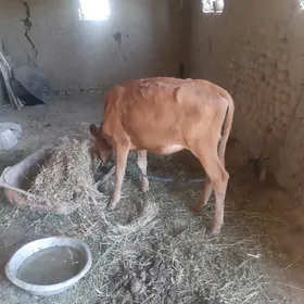 göle