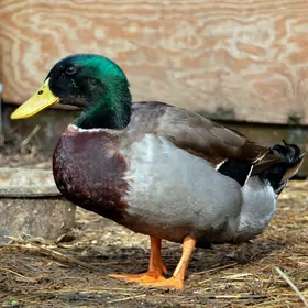 ördek