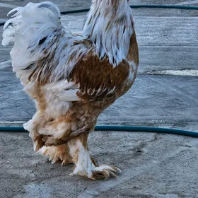 Brahma!!!