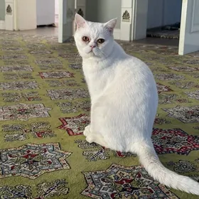 pişik