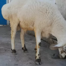 koyun koçkar
