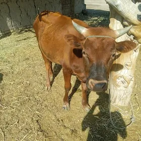 Öküz