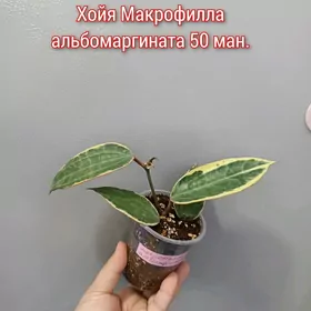 ХОЙЯ РАЗНЫЕ СОРТА
