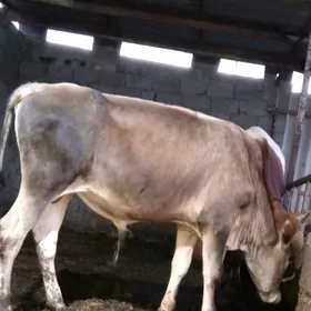 öküz siwes 2sany