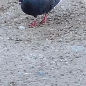 кепдери