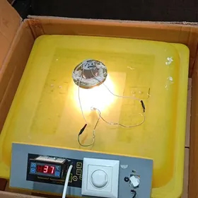 Inkubator