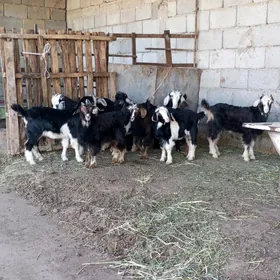 9 ÇEWİŞ