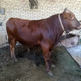 öküzçe
