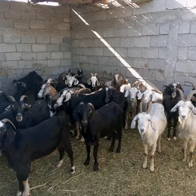 GEÇİ 27 SANY
