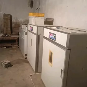 inkubator
