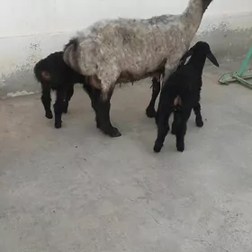 Ekiz guzli goyun