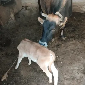 goleli sygur