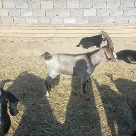 Dog erkeç