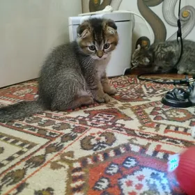 шотландский шиншилла