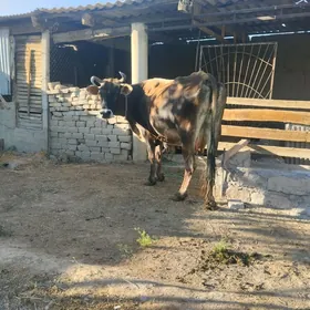 boğaz sygyr