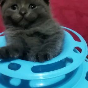 Котята шотландцы