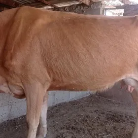 Sygyr