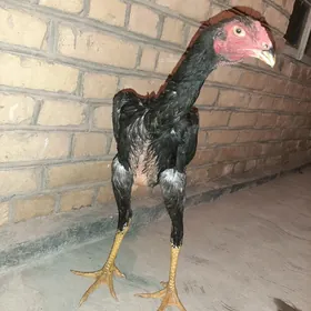 juyje