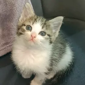 котята девочки в добрые руки