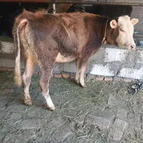 TUWE