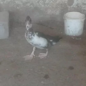 erkek ordek