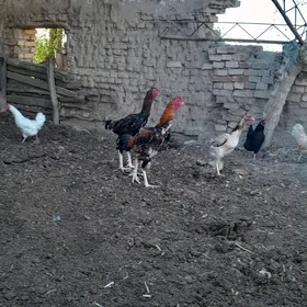 horaz