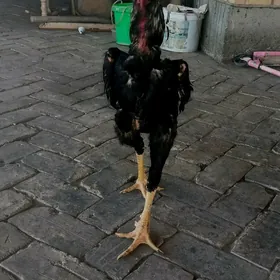 horaz