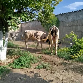 okuz galisdeyin 2sany