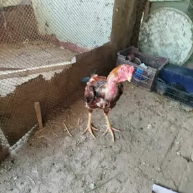 Töňke baysy