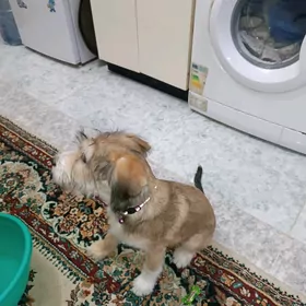 Собачка